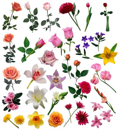 flowersの写真素材