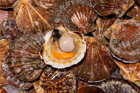Scallops mussels St. Jacob laid out on the table with ice on the fish marketの写真素材