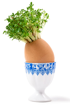 fresh watercress growing from an egg on a standの写真素材