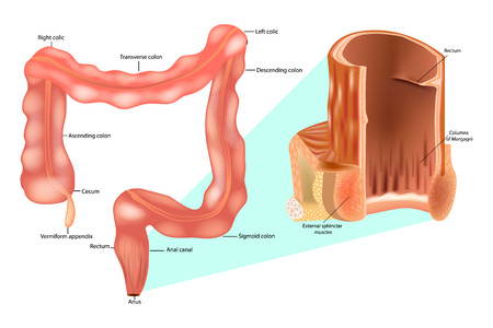 Internal anal sphincterのイラスト素材
