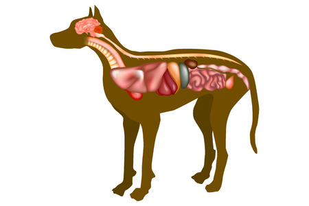 Dog Anatomy Internal Organs.のイラスト素材