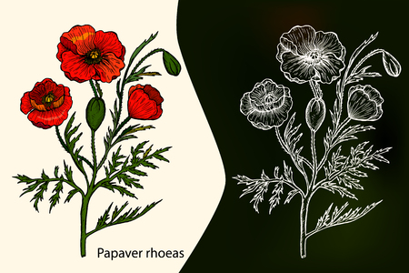 Papaver rhoeas. Poppy. Medicinal plant. Hand drawn botanical vector illustrationのイラスト素材