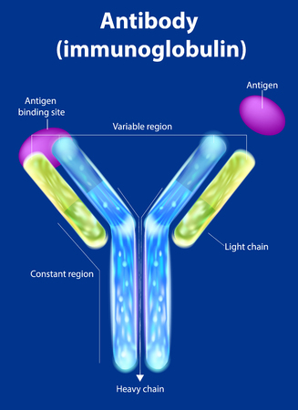 The structure of the antibody (immunoglobulin). Antibody binds to a specific antigen