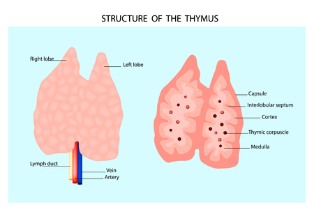 Anatomy of the thymus gland. Structure of the thymus.のイラスト素材