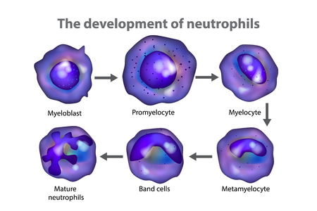Neutrophils (neutrocytes). The development of neutrophilsのイラスト素材