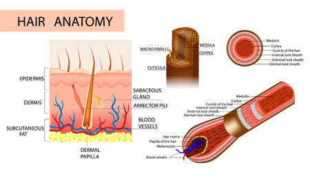 Structure of the hair. Anatomical illustration of hair bulb and hair follicle. Detailed medical illustration.のイラスト素材