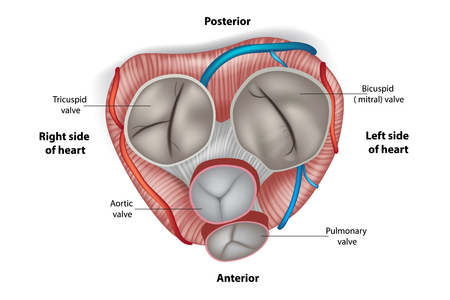 Structure of the heart valves.のイラスト素材