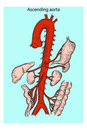 Abdominal Vascular Anatomy. Abdominal Vasculature. Structure of the Aorta. The Aorta and its branches.のイラスト素材