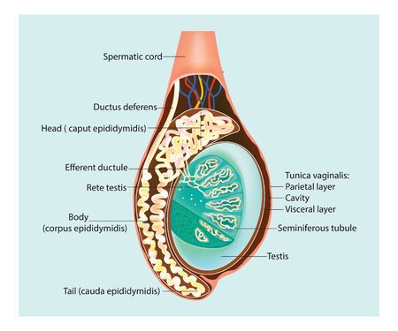 Testicles (Testes). Illustration of a cross section of the testis. Epididymis