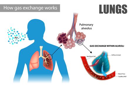 How gas exchange works. The pulmonary alveoli enable respiratory gas exchangeのイラスト素材