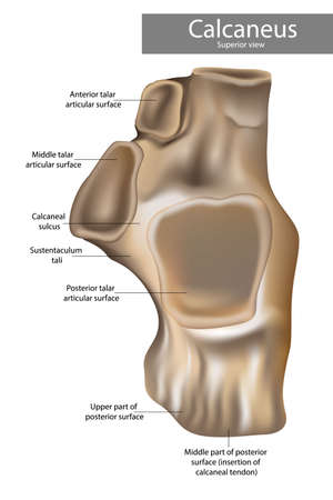 Calcaneus Anatomy. alcaneus or calcaneum, meaning heel or heel bone. Superior view.のイラスト素材