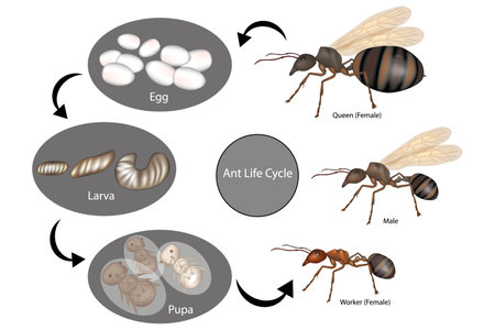 Ant Life Cycle. Stage of development Antのイラスト素材