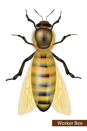 Worker bee isolated on a white background. Western Honey Bee or European Honey Bee worker Apis...