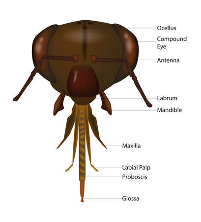 Illustration of the exterior anatomy of the head of a honey bee.のイラスト素材