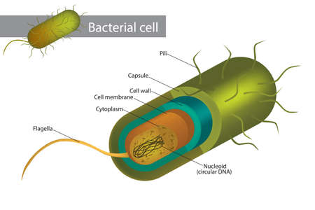 Illustration of a bacterial cell structure shows cell wall, membranes, plasmid dna and flagellum.のイラスト素材