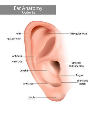 Outer ear is the auricle or pinna. Ear Anatomy. Realistic illustration of the earのイラスト素材