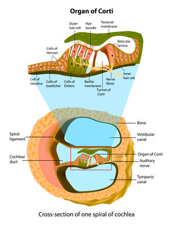 Anatomy of inner ear. Cross-section of one spiral of cochlea. Structure of the organ of Corti.のイラスト素材