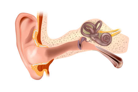Anatomy of Human Ear. Outer ear, middle ear and inner ear. Medical vector illustrationのイラスト素材
