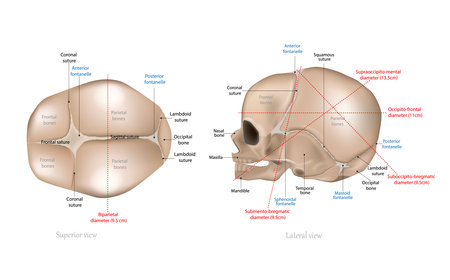 Fetal Skull Dimensions. Superior view and Lateral view of the fetal skull showing the sutures, fontanelles, and transverse diameters. Anatomy of the Newborn Skull.のイラスト素材