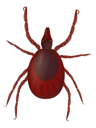 Realistic vector illustration of the Ixodida or ticks. Ixodes scapularis known as the deer tick or black-legged tick.のイラスト素材
