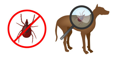 Ticks On Dogs. Canine tick-borne infections. Tick Bites. vectorのイラスト素材