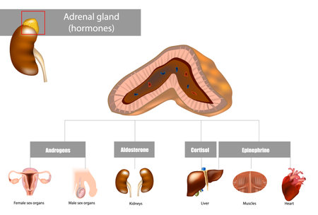 Adrenal gland hormones. Aldosterone, Cortisol, Epinephrine, Androgens. Medical illustrationのイラスト素材