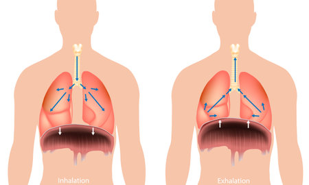 Breathing process. Respiration system Diaphragm. Inhalation and Exhalation. Breathing in and Breathing out. Medical illustration.のイラスト素材