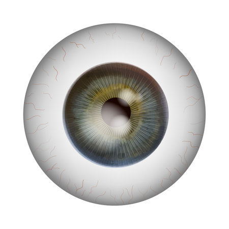 Realistic human eyeball. Retina anatomy. Vector illustration.のイラスト素材