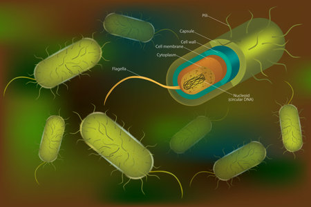 Bacterial cell anatomy labeling structures on a bacillus cell with nucleoid DNA and ribosomes. Rod-shaped Gram-negative bacterium. External structuresのイラスト素材