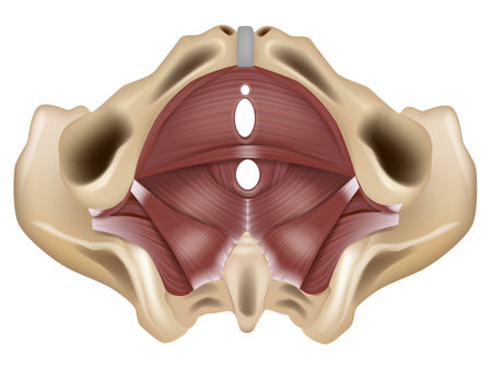 Anatomy of the pelvic floor or pelvic diaphragm. Muscles of the pelvic floor.のイラスト素材