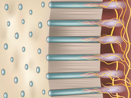 Dentin or dentine is a calcified tissue of the body. Cross-section of tooth is dentin. Dental tubulesのイラスト素材