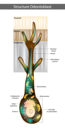 Structure Odontoblast. Illustration of polarized odontoblasts. Odontoblast processのイラスト素材