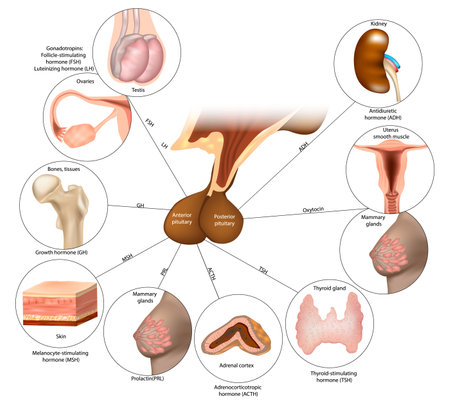 Pituitary Gland. Endocrine System. The posterior lobe and anterior pituitary regulates several physiological processes by secreting hormones.のイラスト素材