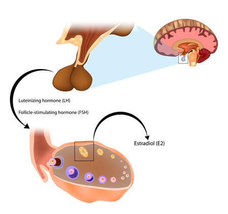 Estradiol E2 or oestradiol, is an estrogen steroid hormone. Estradiol is produced especially within the follicles of the ovariesのイラスト素材