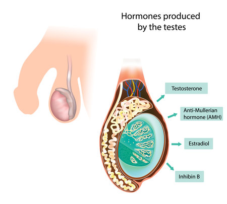 Hormones produced by the tests. Inhibin B, Testosterone, Anti-Mullerian hormone (AMH), Estradiolのイラスト素材