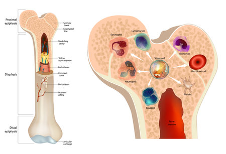 Bone marrow. Stem cell. Red blood cell thrombocytes neutrophil basophil monocyte lymphocyte eosinophilsのイラスト素材
