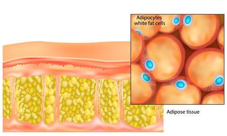 Adipose tissue. Adipocytes white fat cells. Lipocytes and fat cellsのイラスト素材