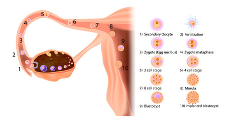 Stages in the journey of a human fertilized egg: starting from ovulation and movement in the Fallopian tube to implantation in the uterus. Prenatal developmentのイラスト素材