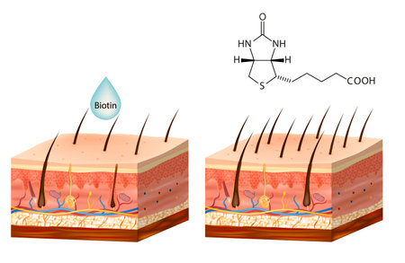 Biotin. Vitamin B7 or vitamin H. Biotin for hair growth. Molecule. Skeletal formula.のイラスト素材