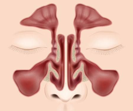 Nasal sinuses anatomy medical vector illustration. Nose anatomy Paranasal Sinuses.のイラスト素材