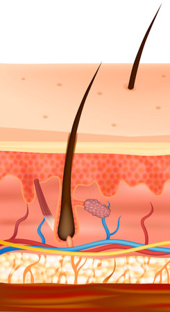 Anatomical illustration of human skin showing all main layers epidermis, dermis, and hypodermis.のイラスト素材