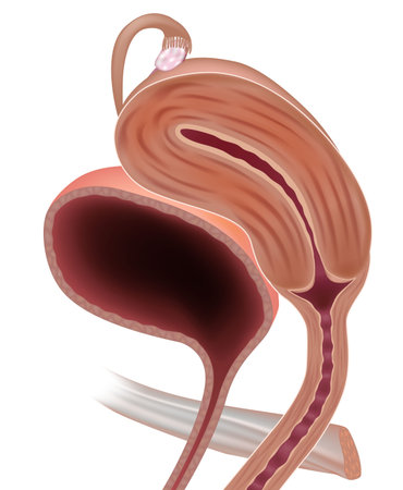 Detailed medical illustration of the female pelvic anatomy in cross section. Female Pelvic Anatomy...