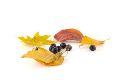 Bunch of black mountain ash on a maple autumn leaves on a white backgroundの写真素材