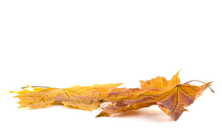 Two autumn maple leaves on white backgroundの写真素材
