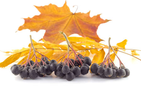Bunches of black rowan on autumn leaves on a white backgroundの写真素材