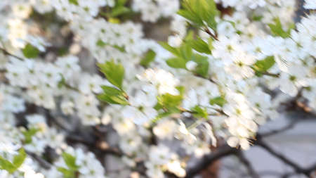 Spring blossoming buds flowersの写真素材