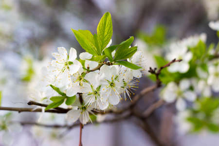 Spring blossoming buds flowersの写真素材