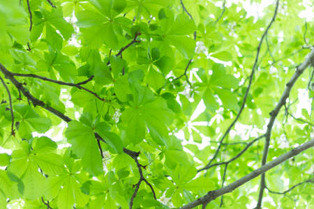 Green leaves on a background of the sun from the bottom throughの写真素材