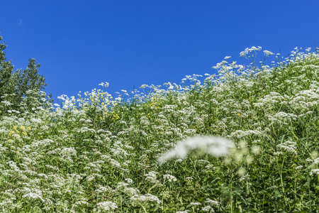 Inclined slope with green grass, white flowers and blue skyの写真素材