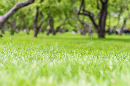 Abstract natural backgrounds with beauty bokehの写真素材